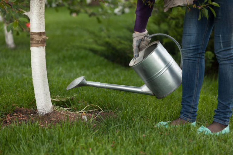 Best Ways to Take Care of Your Trees
